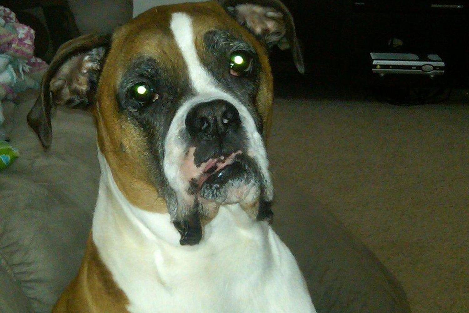 Shelly's Pet Sitting 0