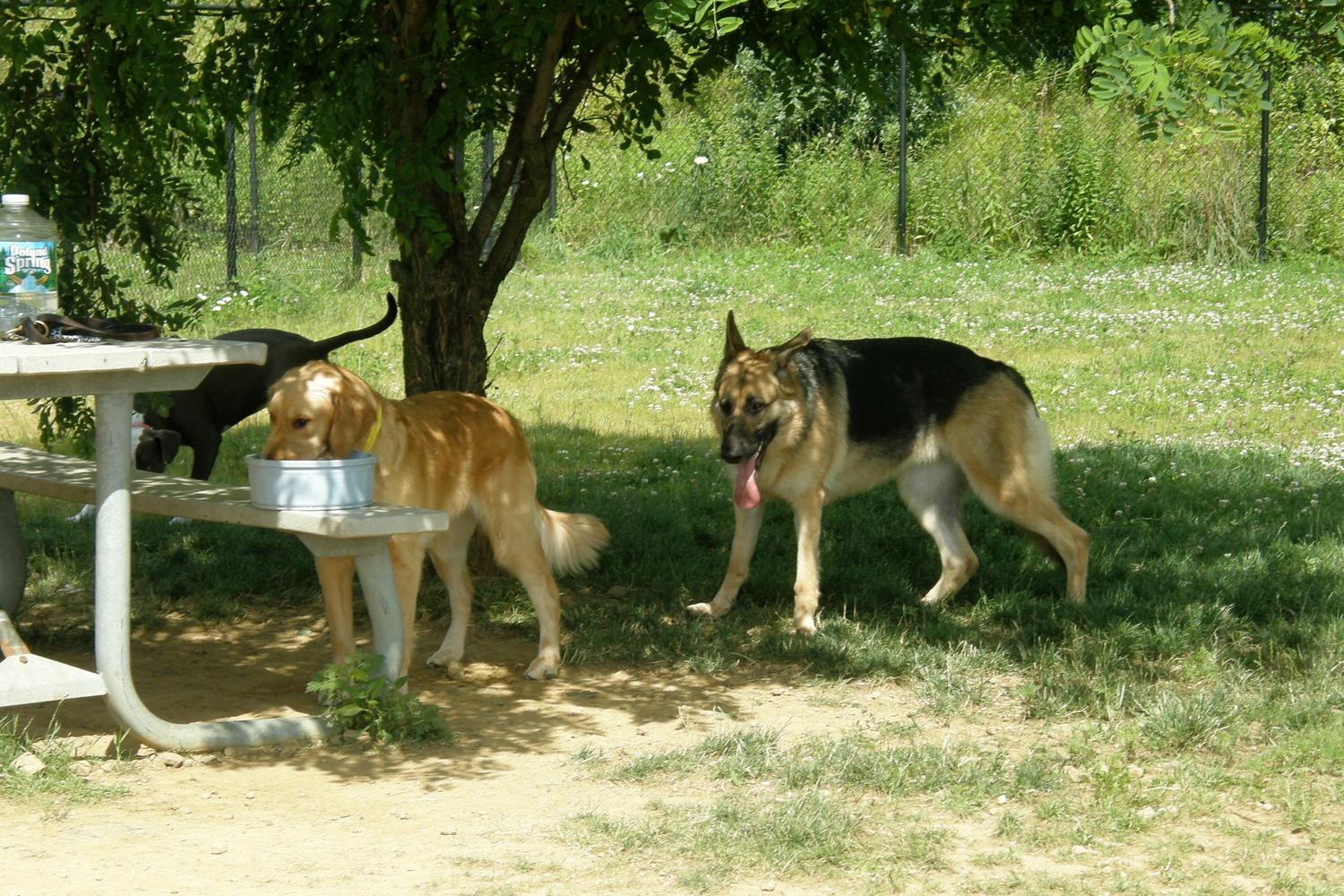 Mt. Olive Dog Park 2