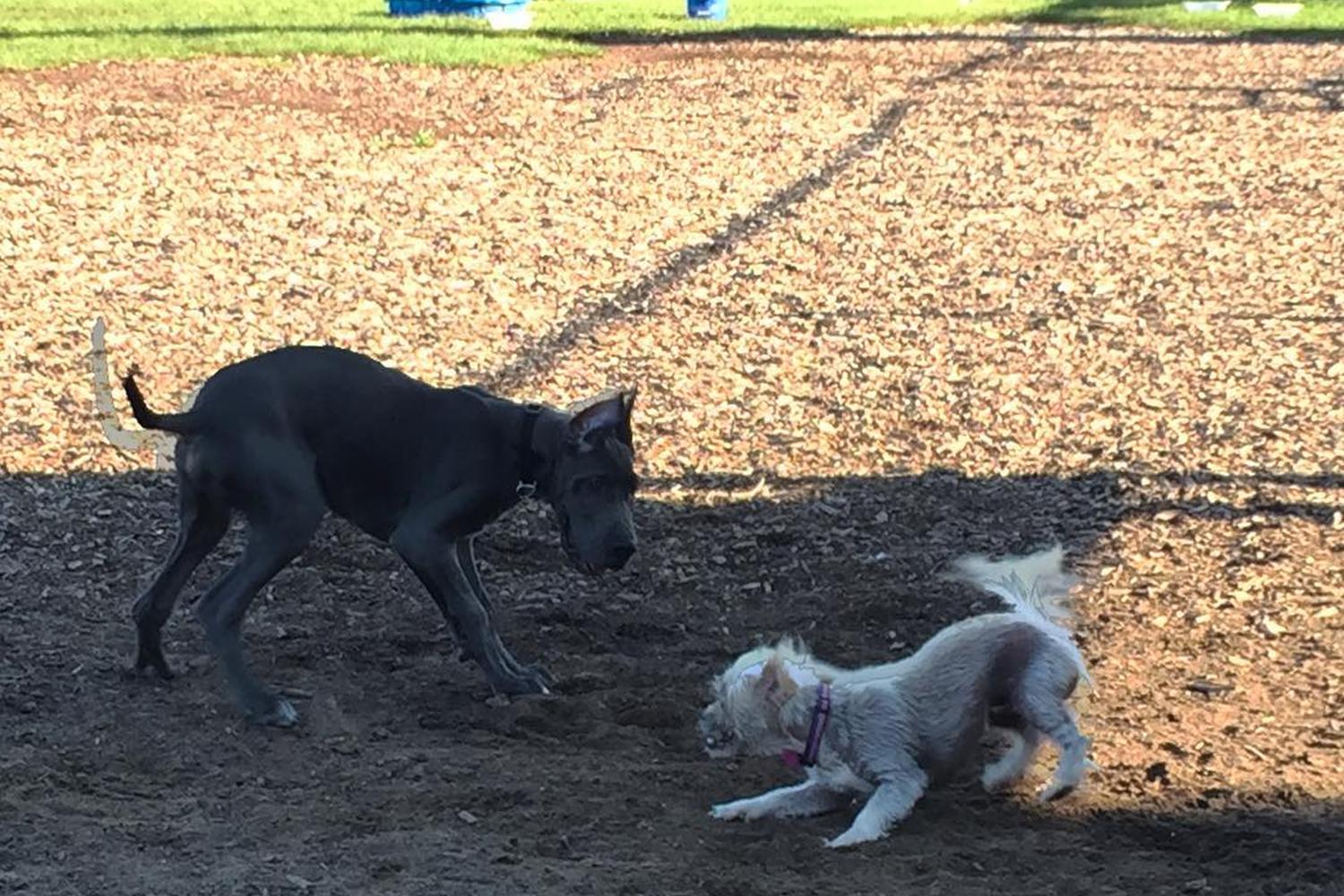 Covell Dog Park 4