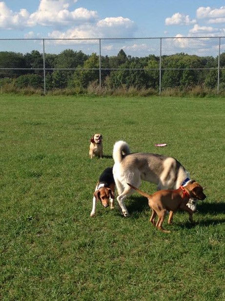 Covell Dog Park 5