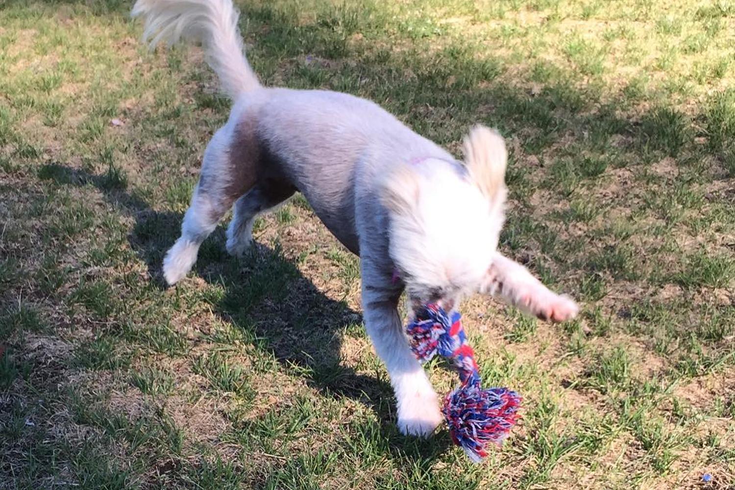 Covell Dog Park 2