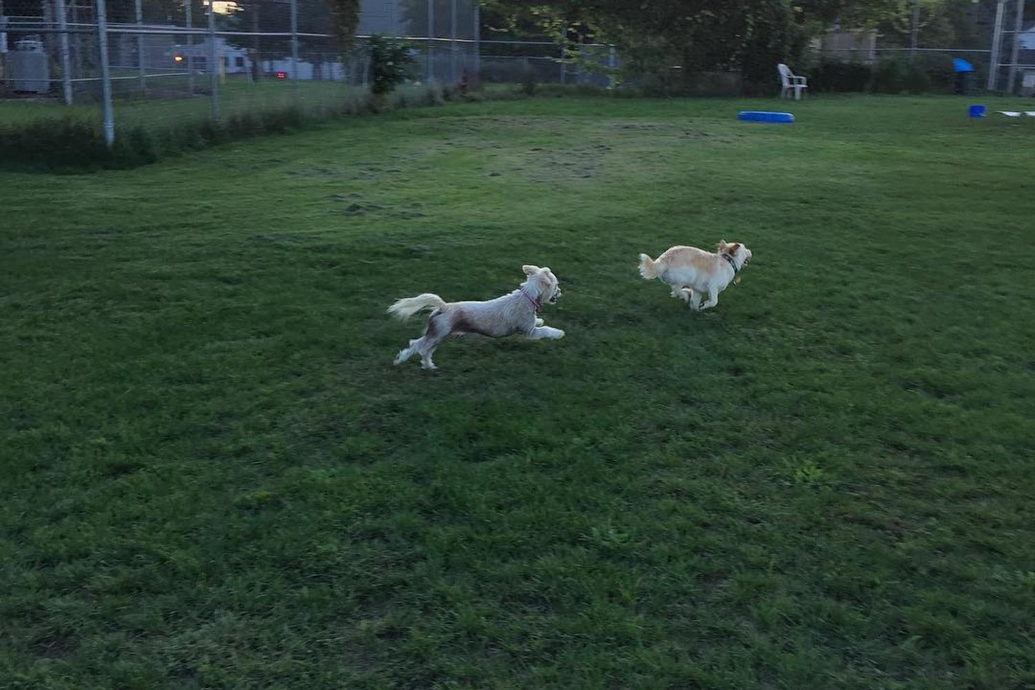 Covell Dog Park 0