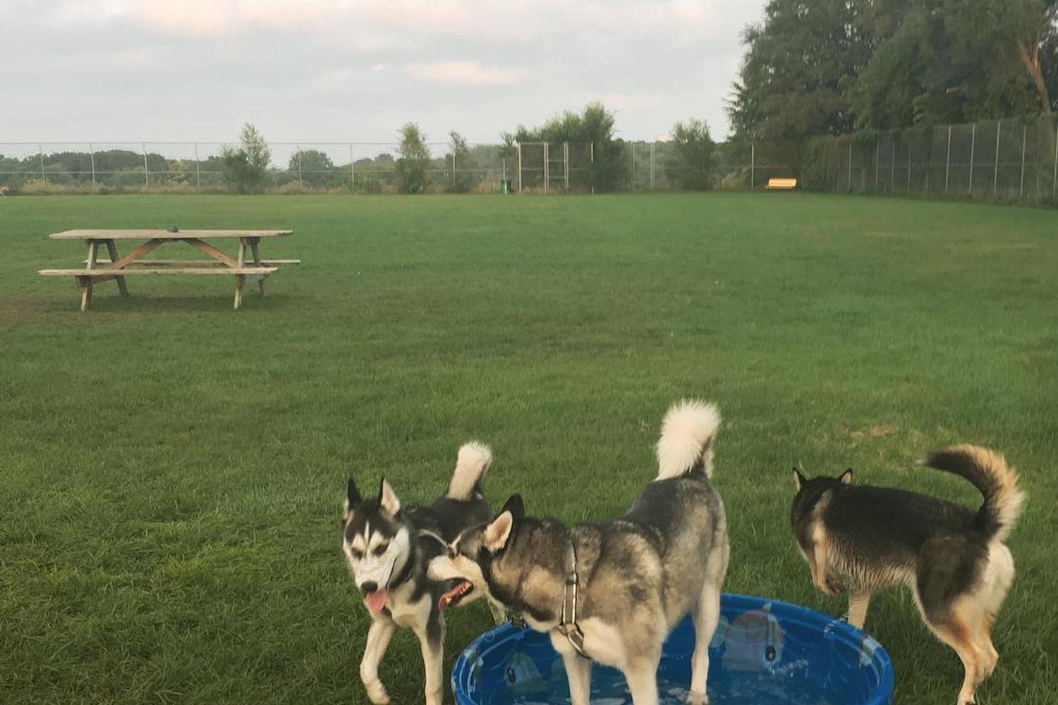 Covell Dog Park 3