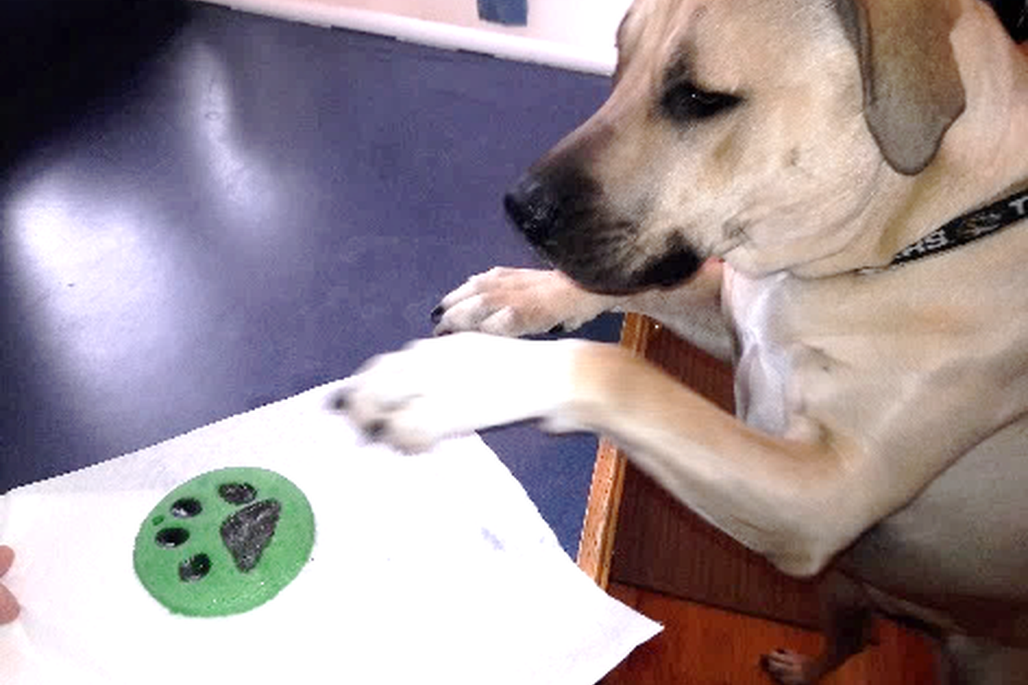 Our Family Pet Sitting 1