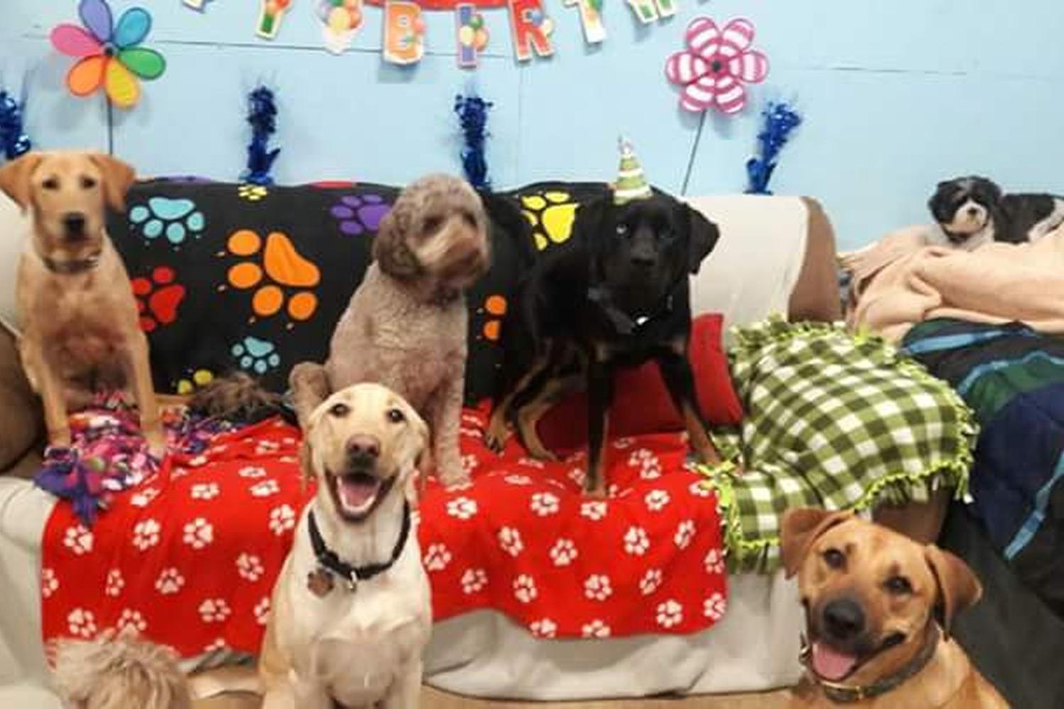 Our Family Pet Sitting 3