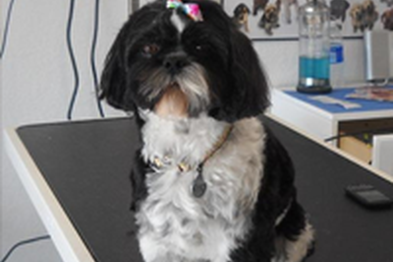 Toledo Pet Farm Dog Park 2