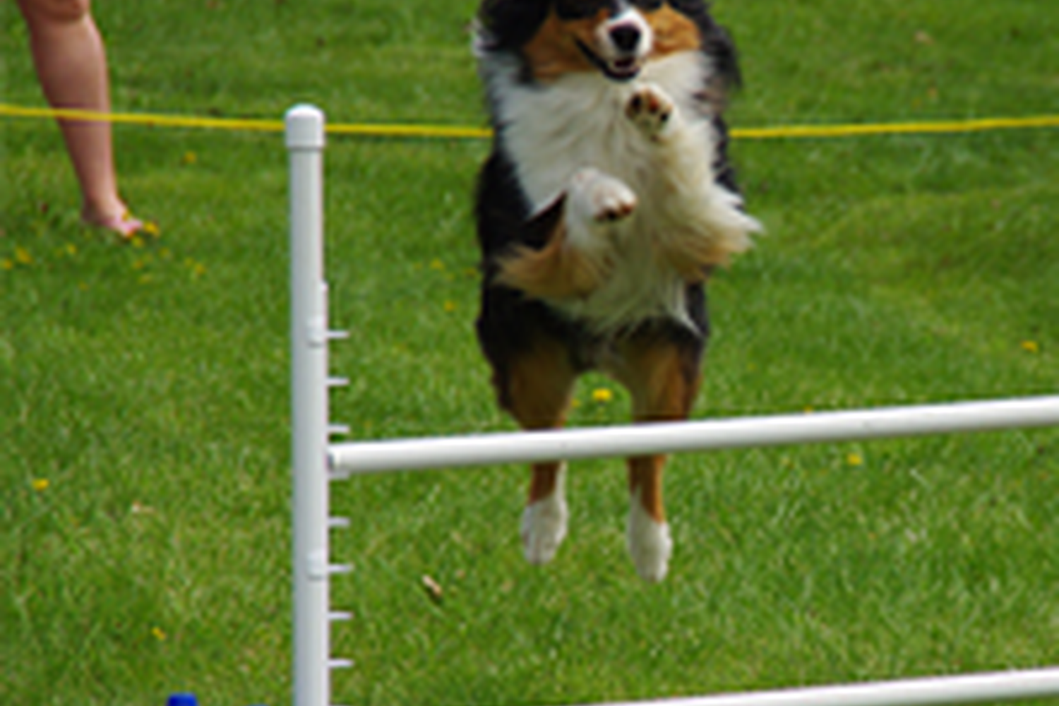 Toledo Pet Farm Dog Park 1