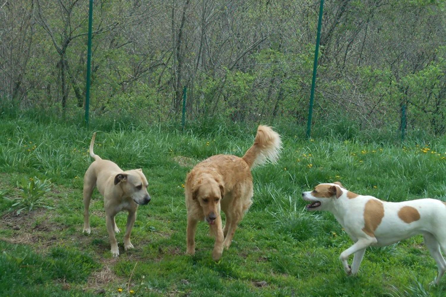Toledo Pet Farm Dog Park 6