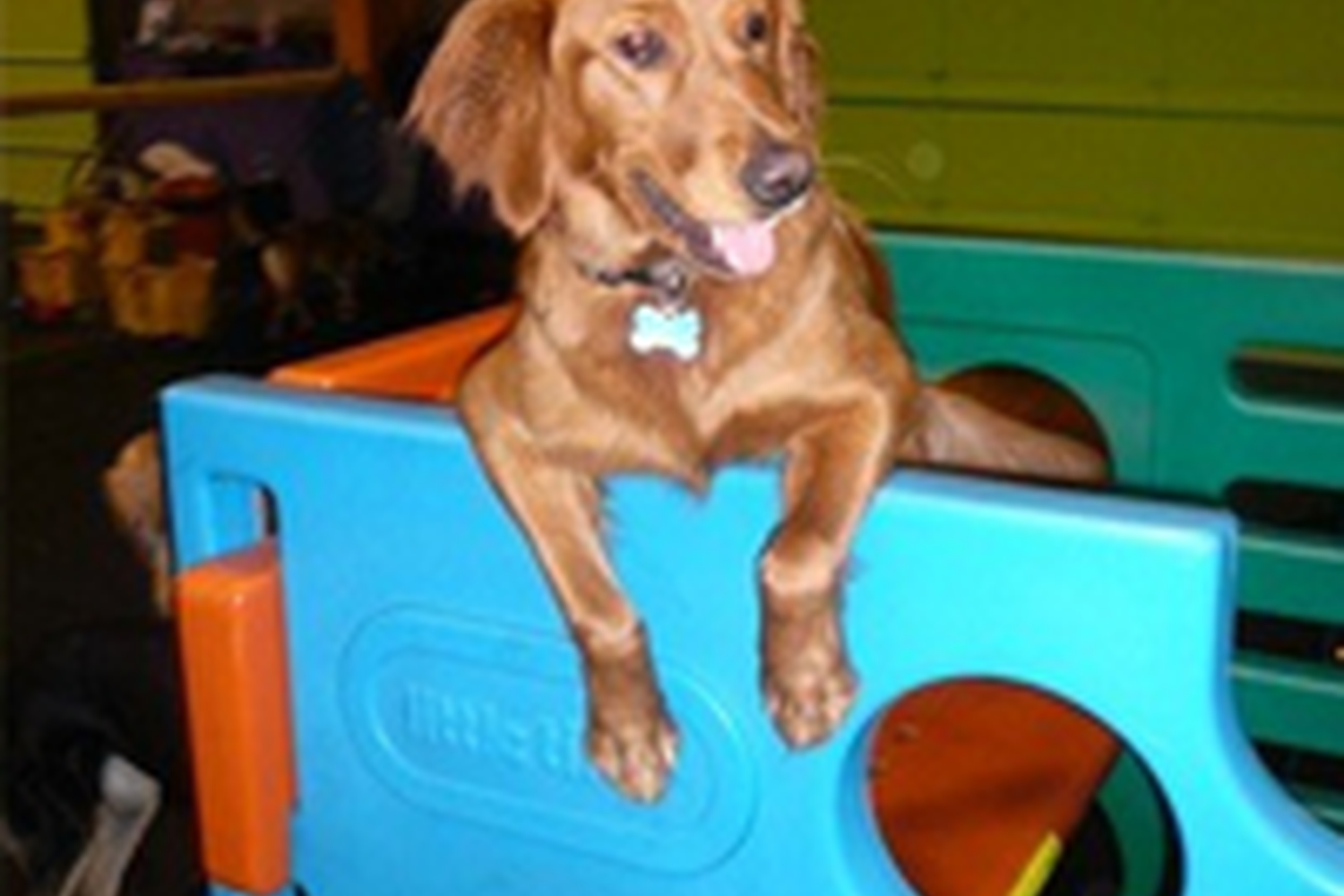 Toledo Pet Farm Dog Park 4