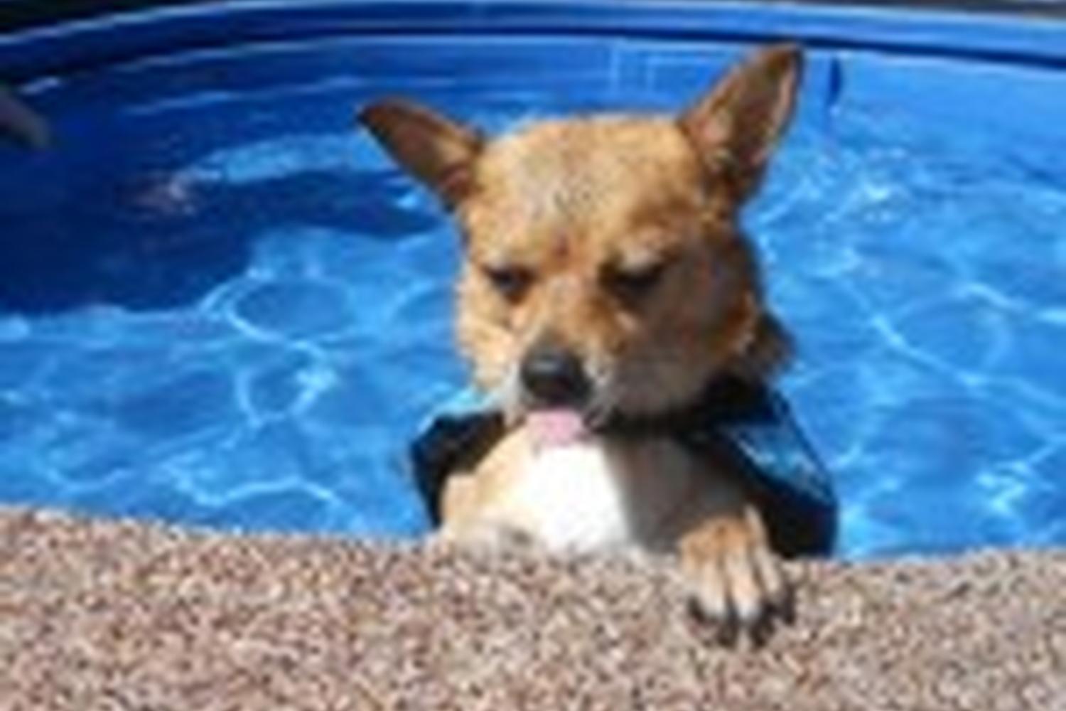 Toledo Pet Farm Dog Park 3