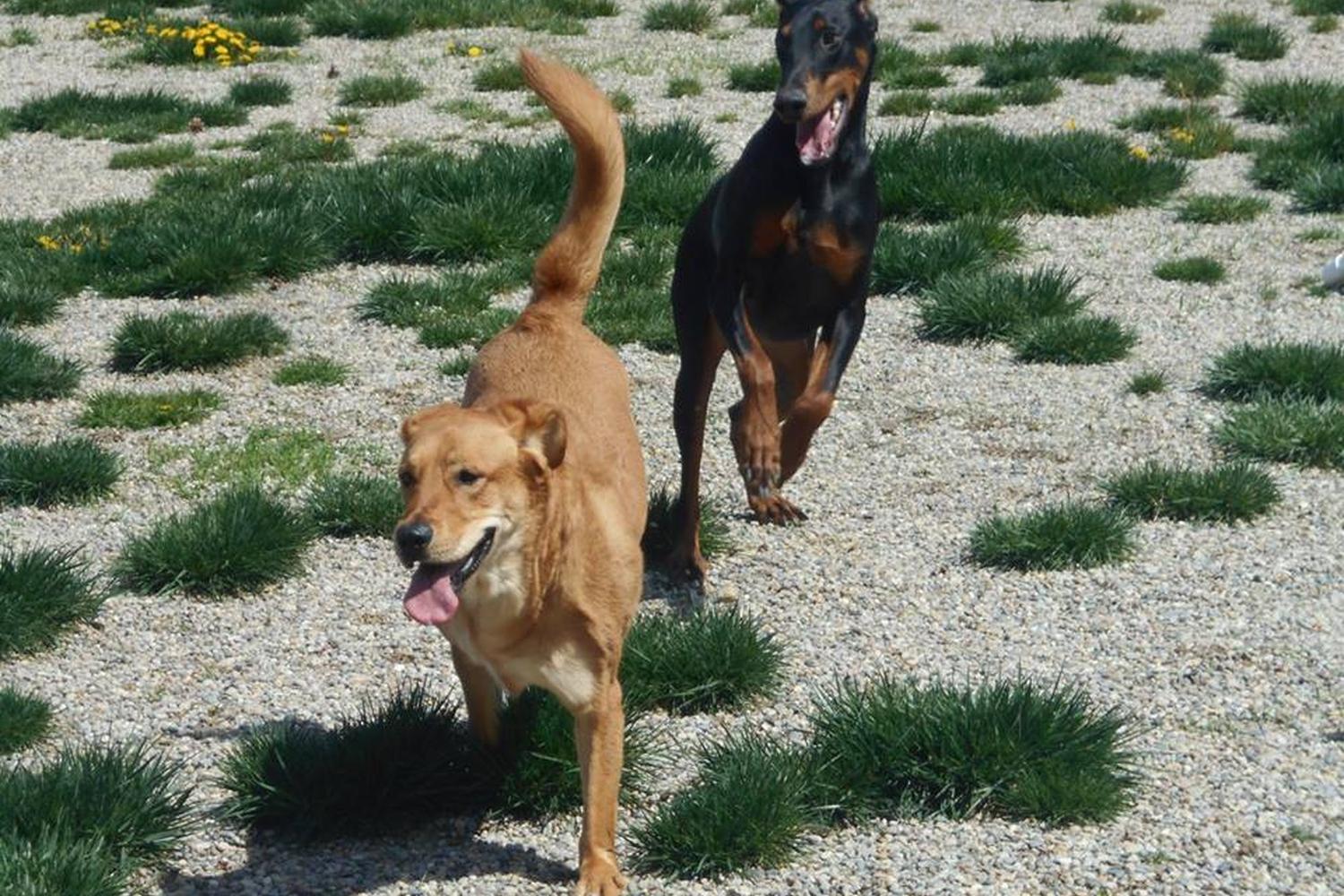 Toledo Pet Farm Dog Park 5