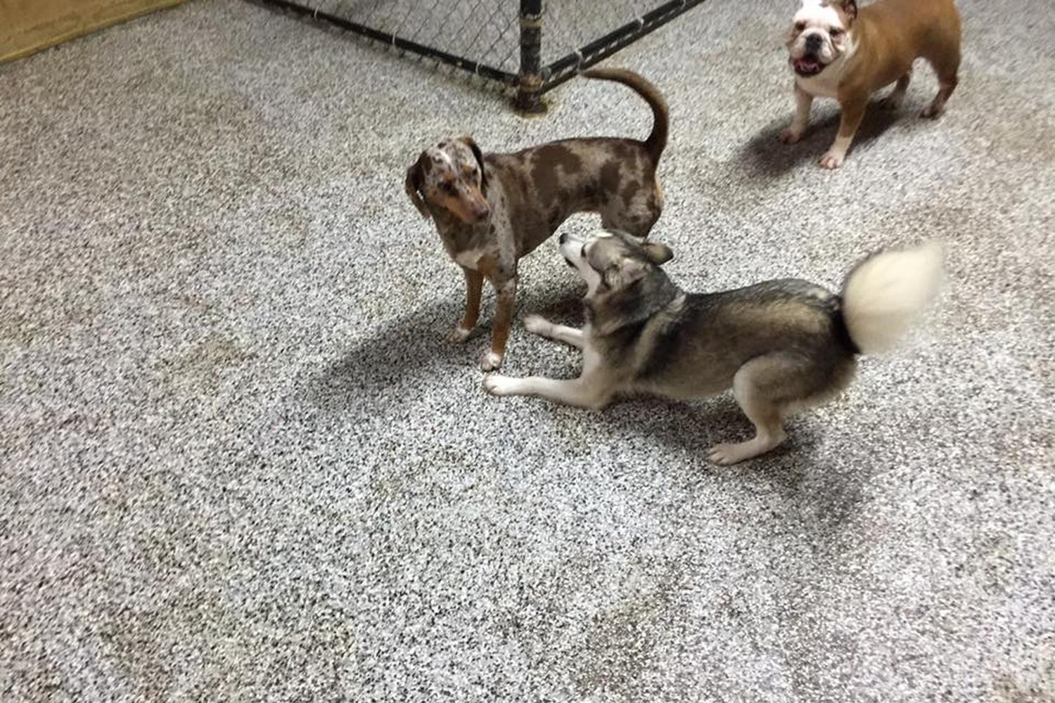 Toledo Pet Farm Dog Park 7