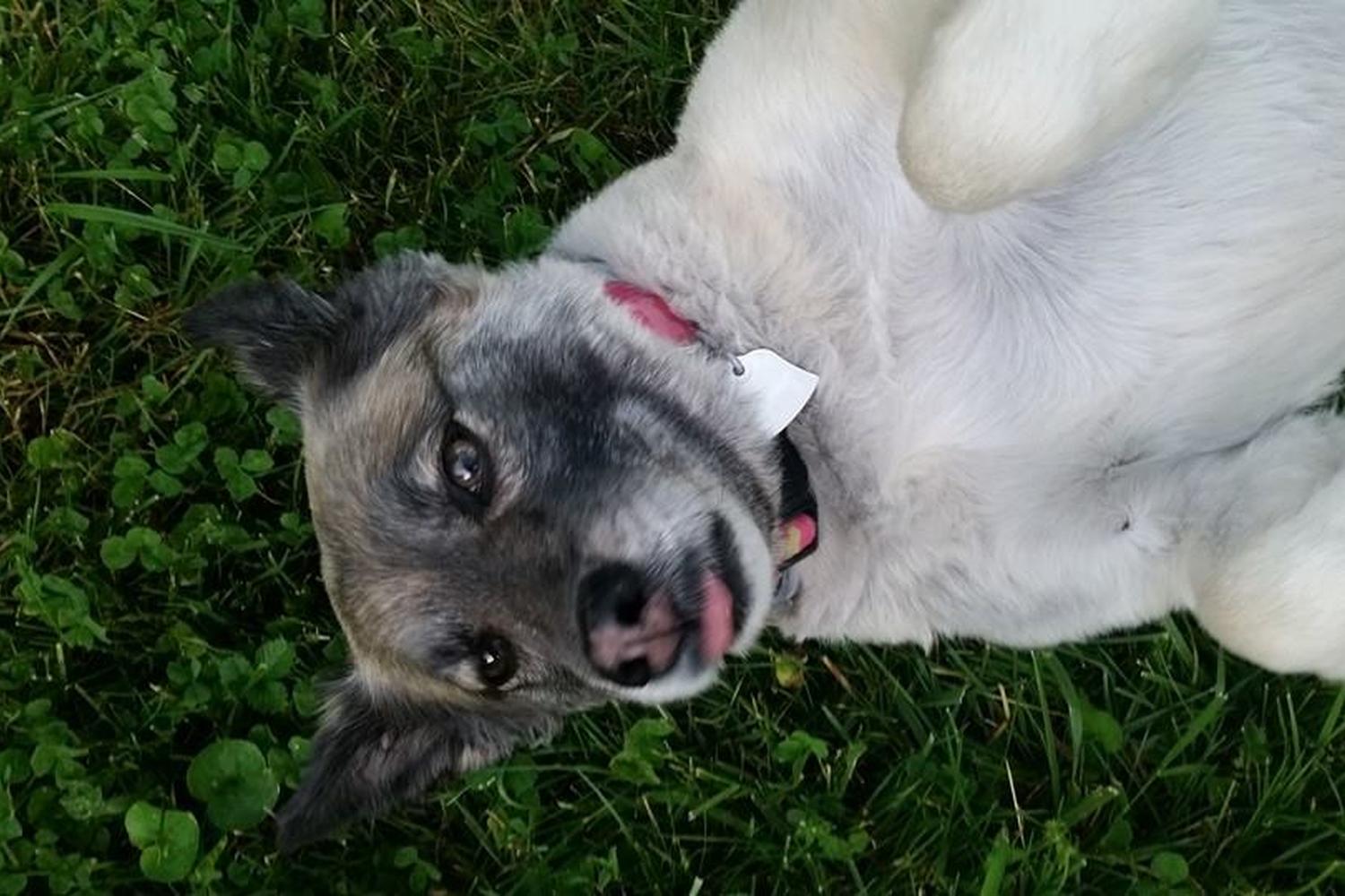 Mollie Wags Pet Sitter/ Dog Walker 0