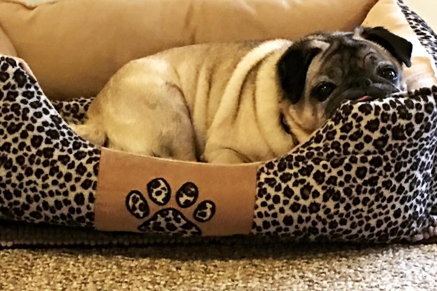 On the Move Pet Care 4