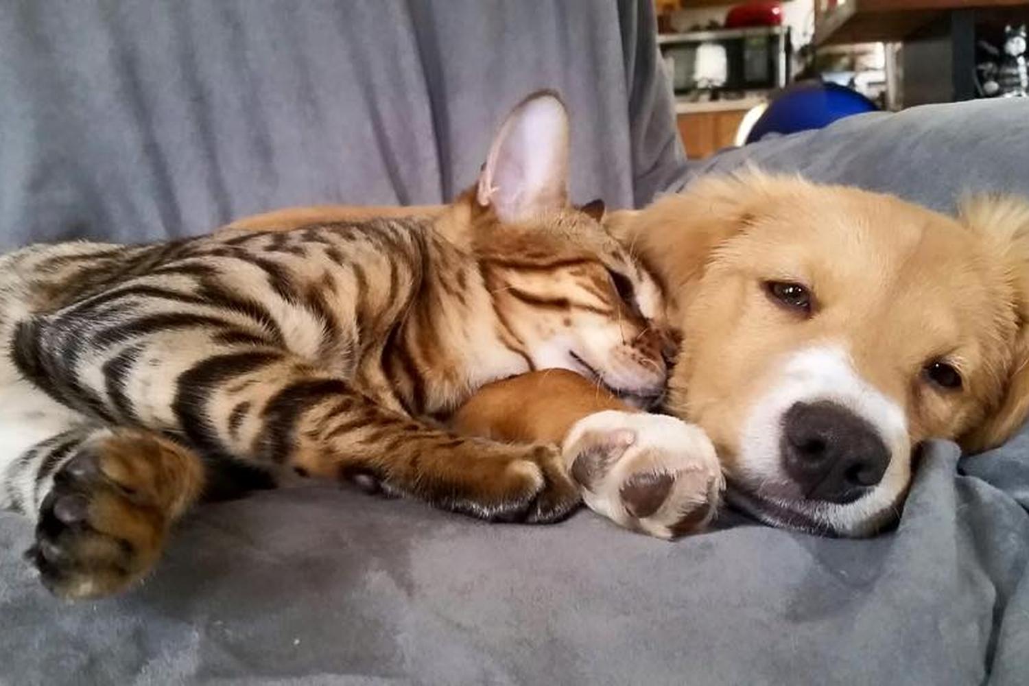 On the Move Pet Care 5