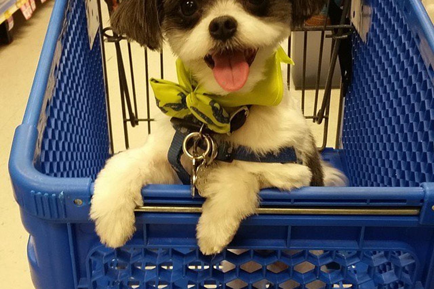 PetSmart 2