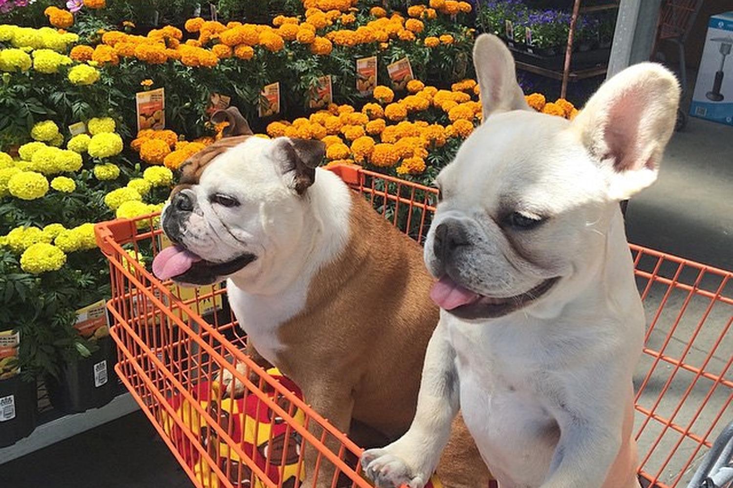 The Home Depot 2
