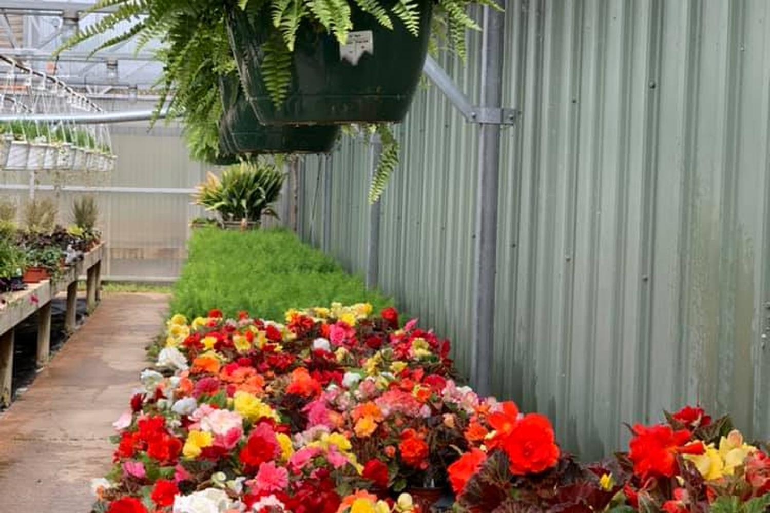 Cox's Plant Farm 2