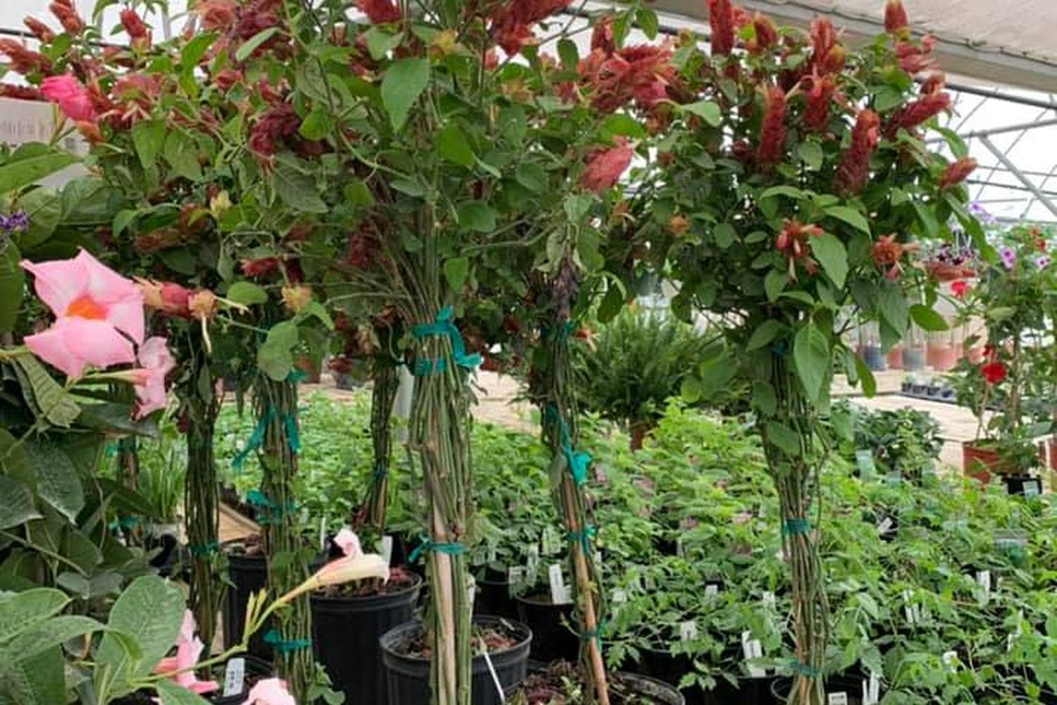 Cox's Plant Farm 4