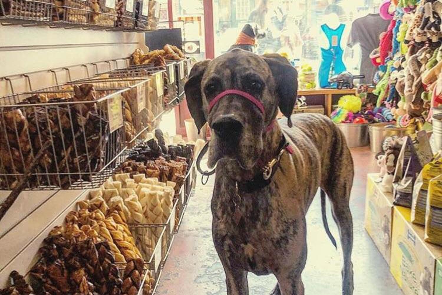 Three Dog Bakery 0