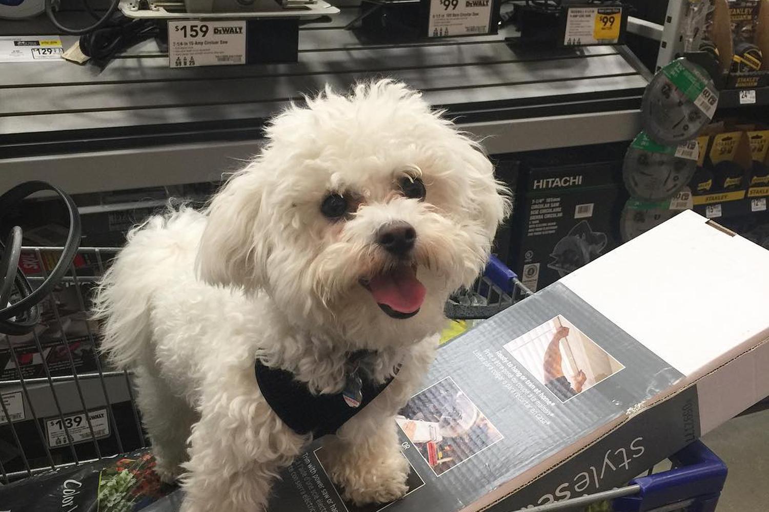 Lowe's Home Improvement 5