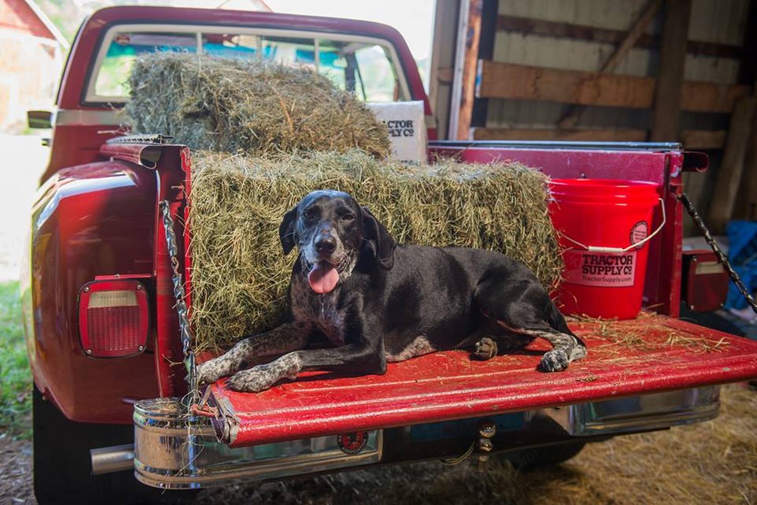 Tractor Supply Co. 2