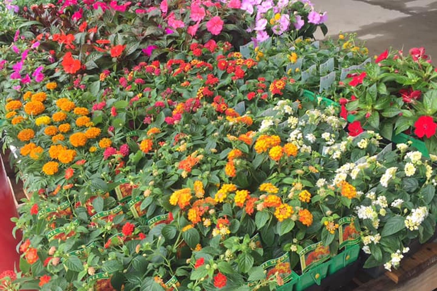 Atwoods Ranch & Home 2