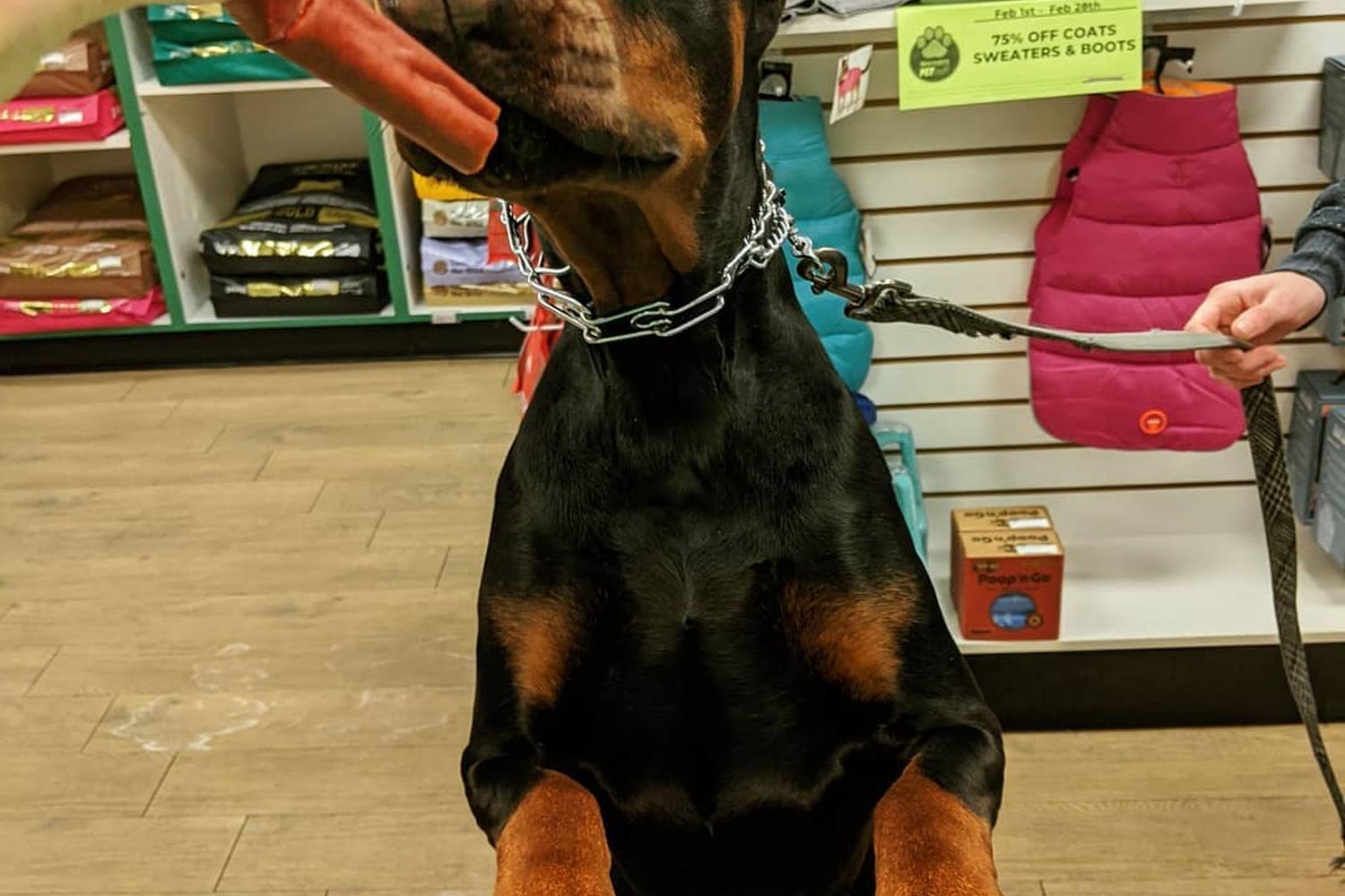Bentley's Pet Stuff 0
