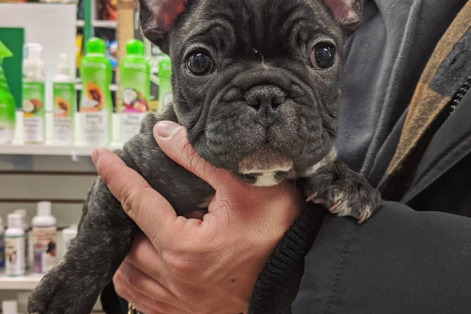 Bentley's Pet Stuff 2