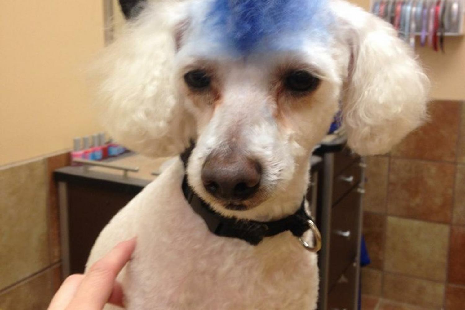 PetSmart 5