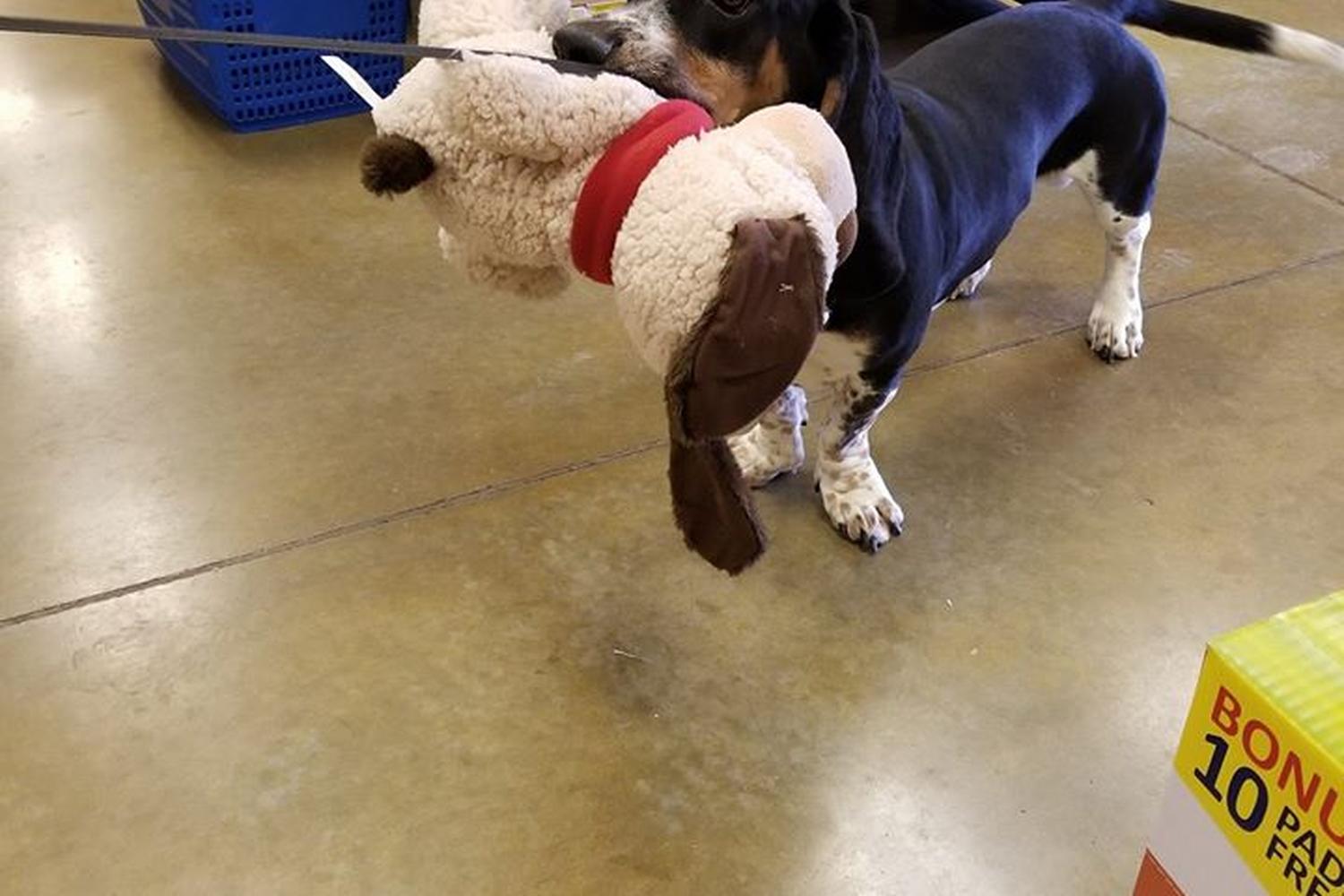 PetSmart 1