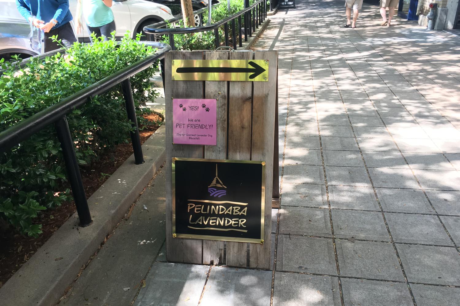 Pelindaba Lavender 5