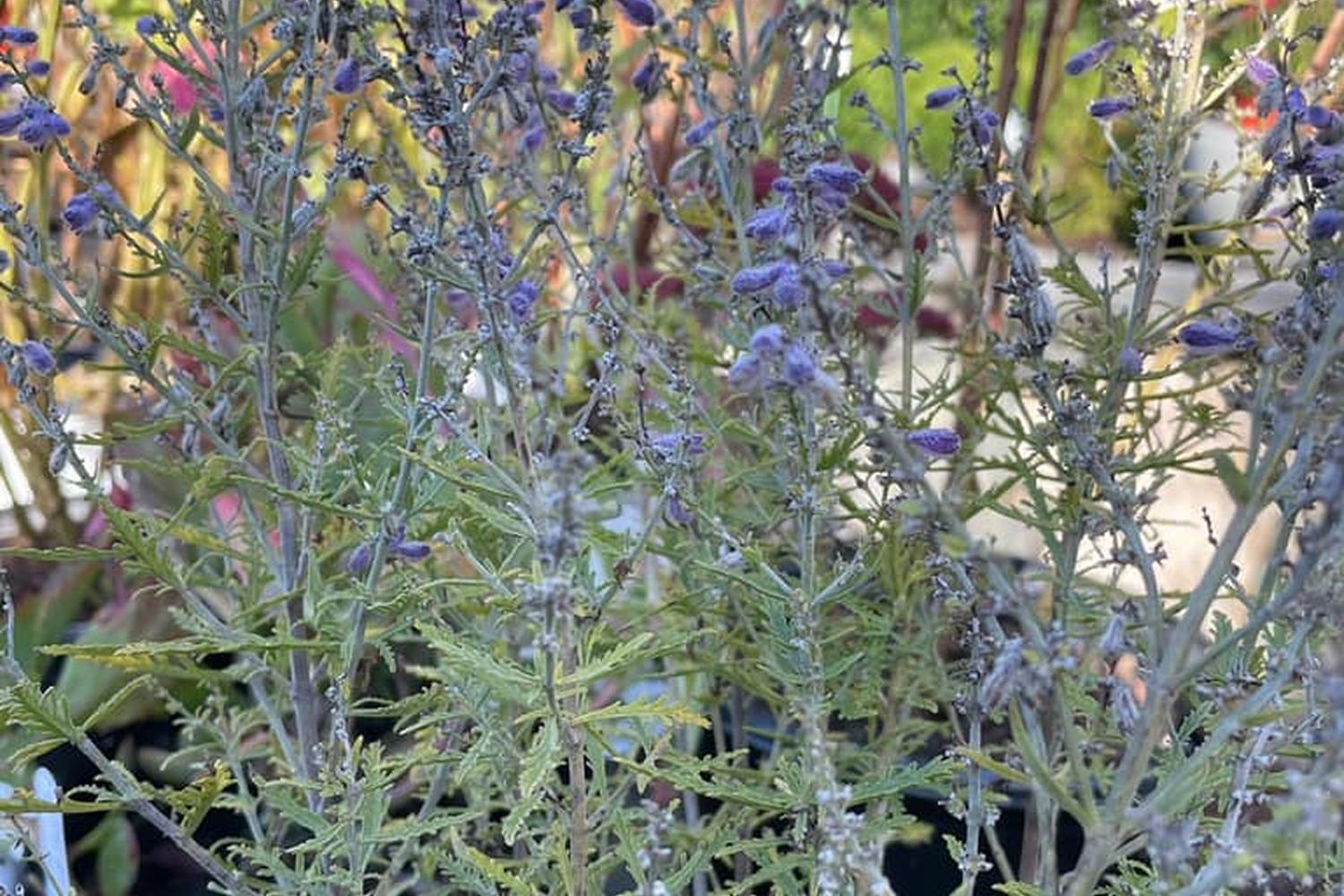Wildwood Nursery 4