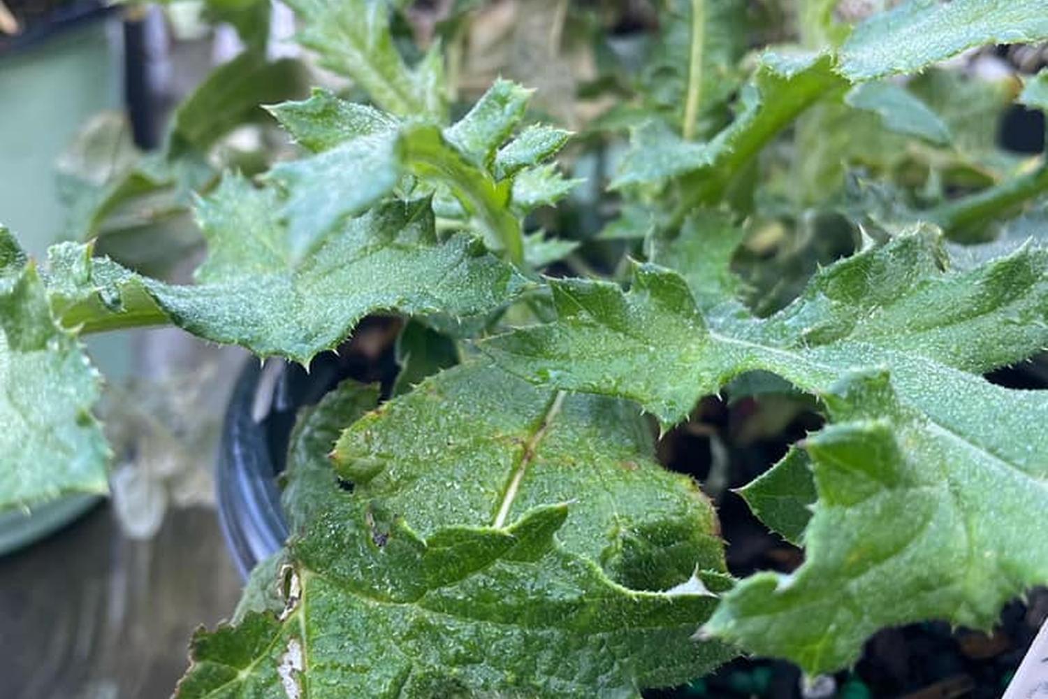 Wildwood Nursery 3