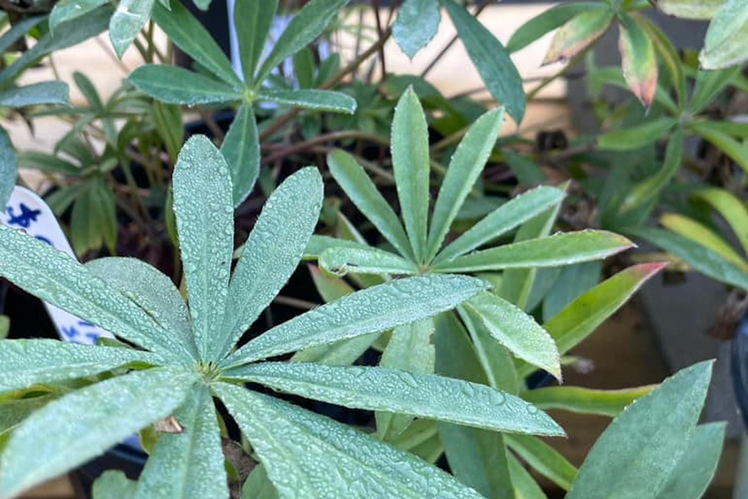 Wildwood Nursery 5
