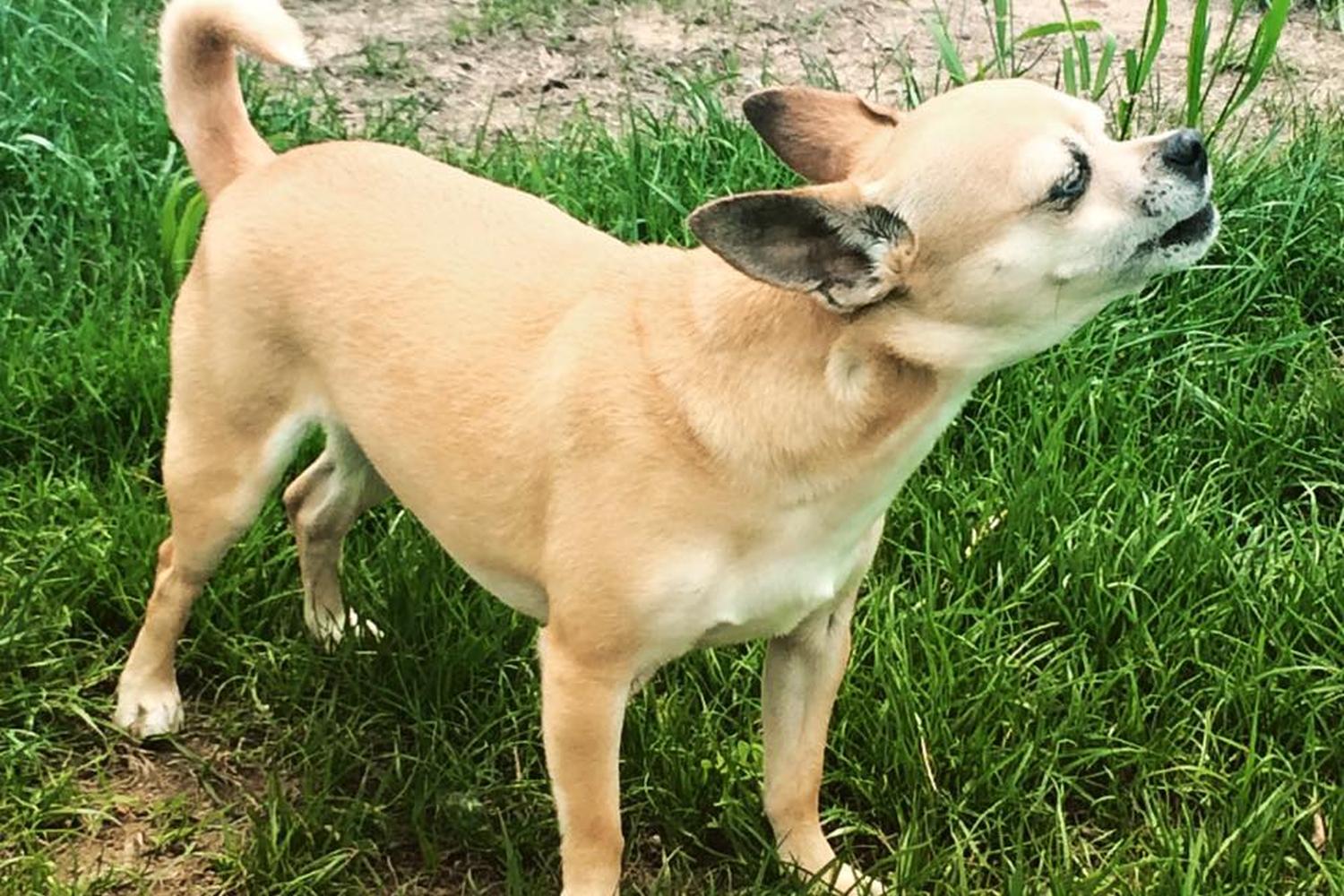 Manhattan Mutt Company, LLC 4