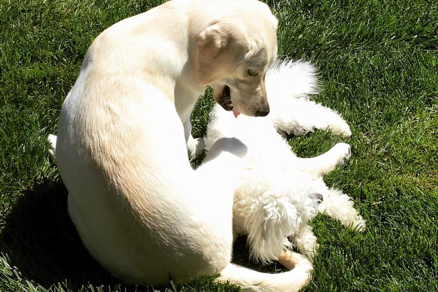 Manhattan Mutt Company, LLC 2