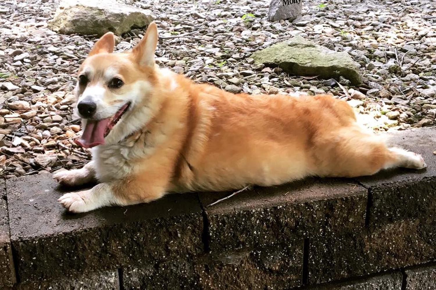 Manhattan Mutt Company, LLC 3