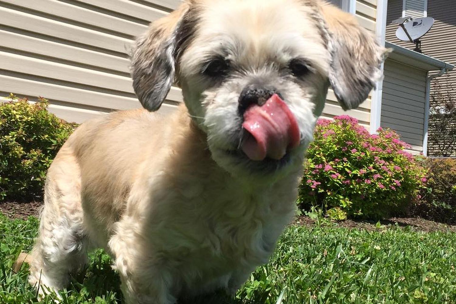 Manhattan Mutt Company, LLC 1