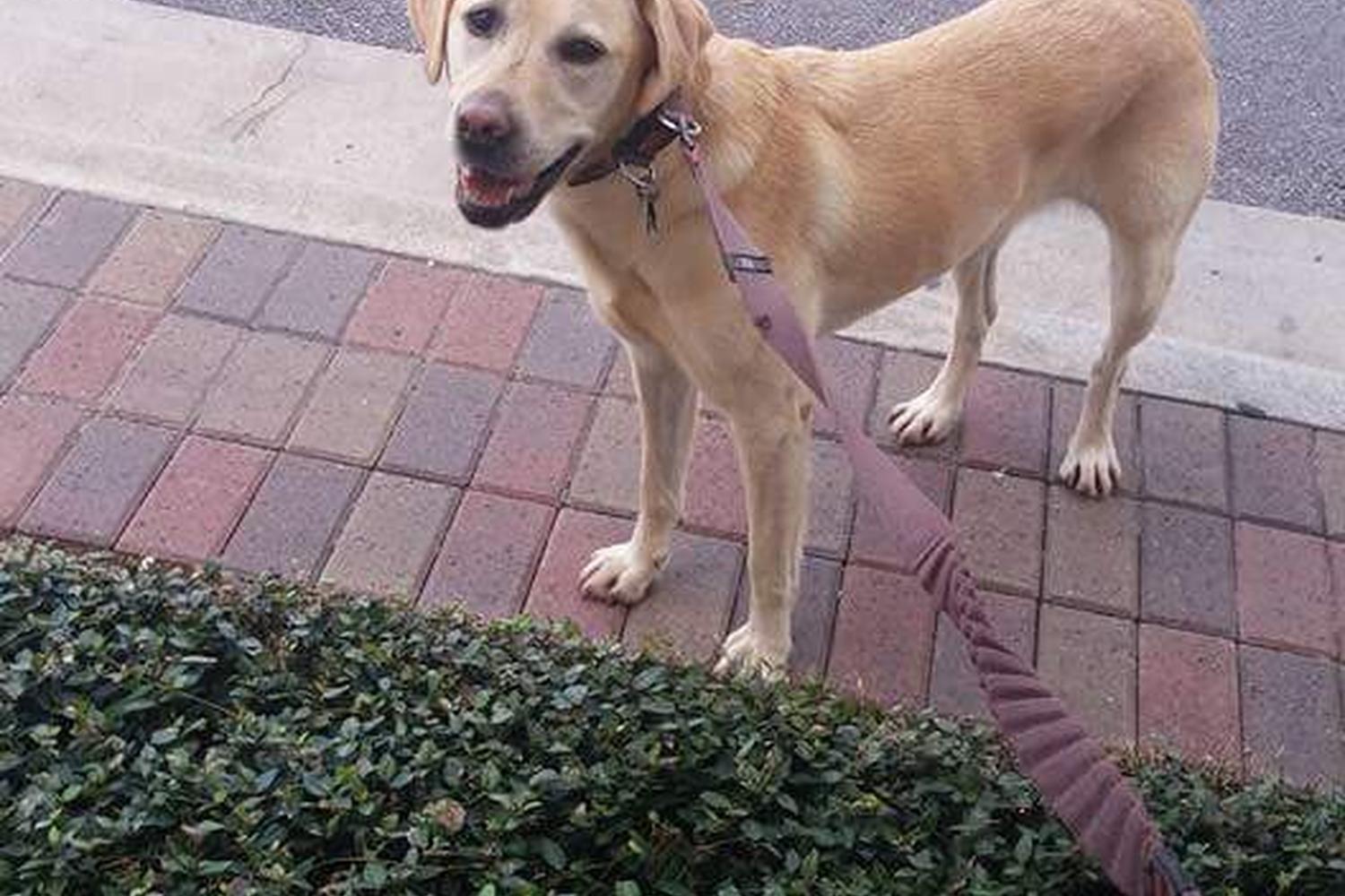 Pampered Pet Pet Sitting Services 0