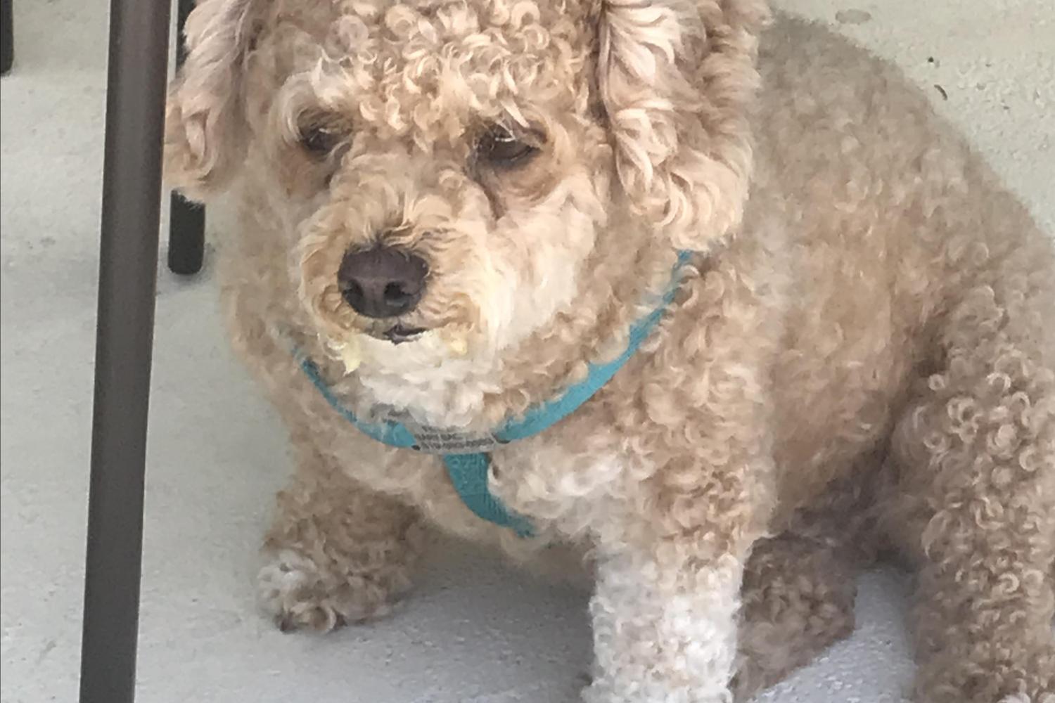 Wags n Waves Pet Sitting 1