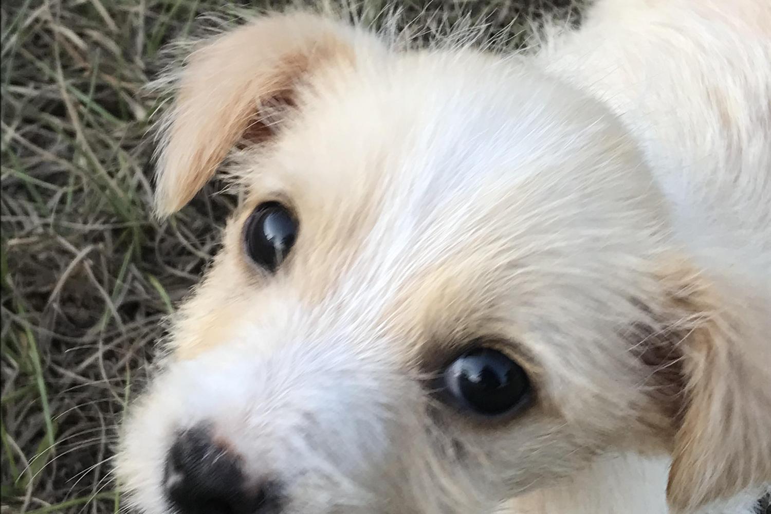 Wags n Waves Pet Sitting 5