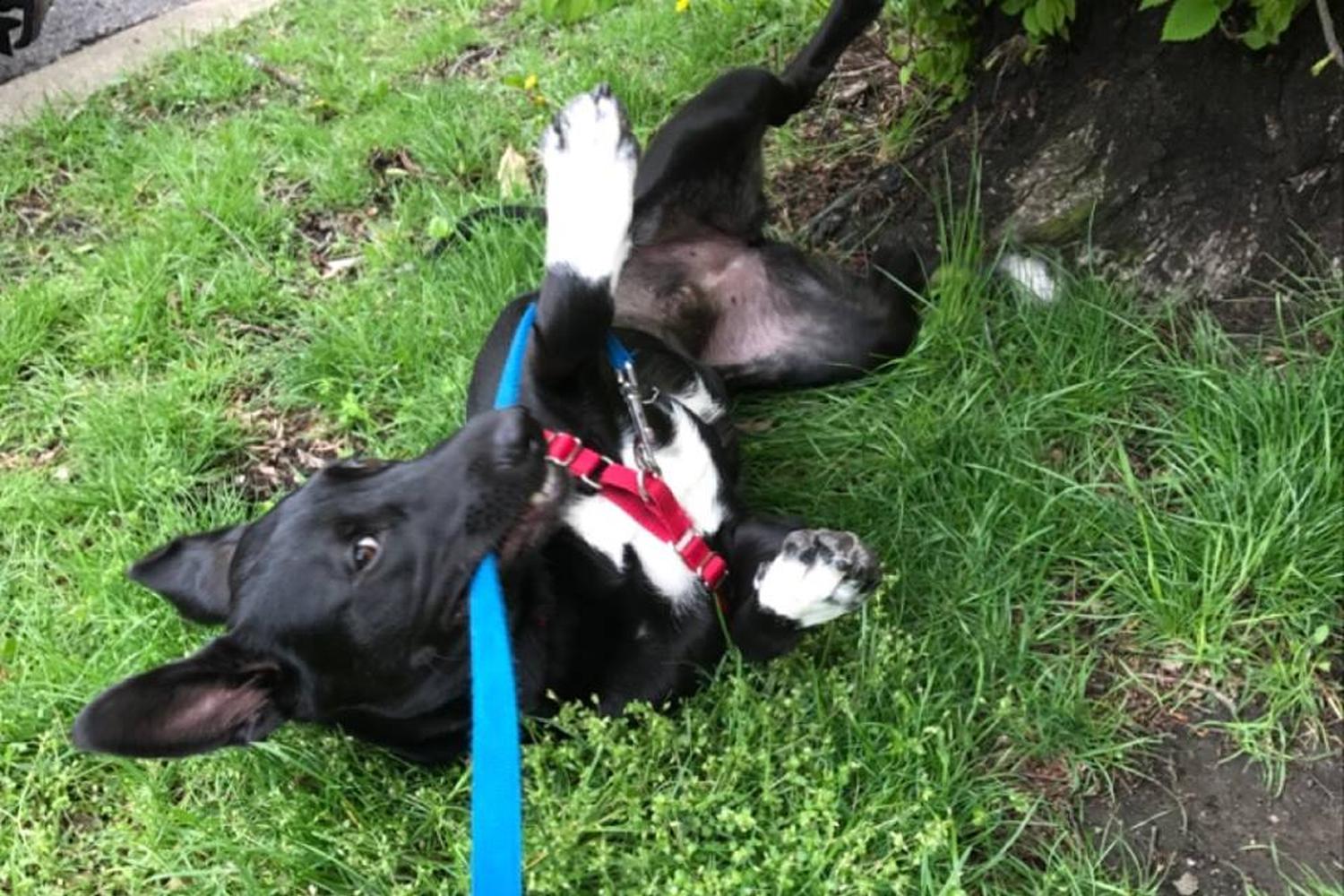 Smart Paws Chicago Ltd 2