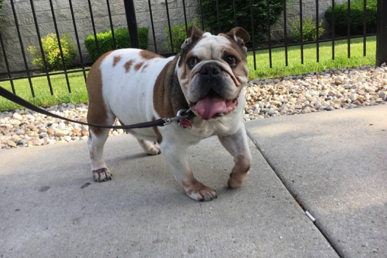 Smart Paws Chicago Ltd 4