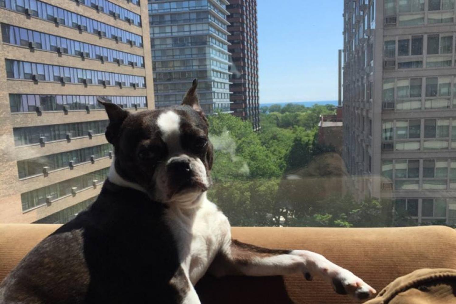 Smart Paws Chicago Ltd 3
