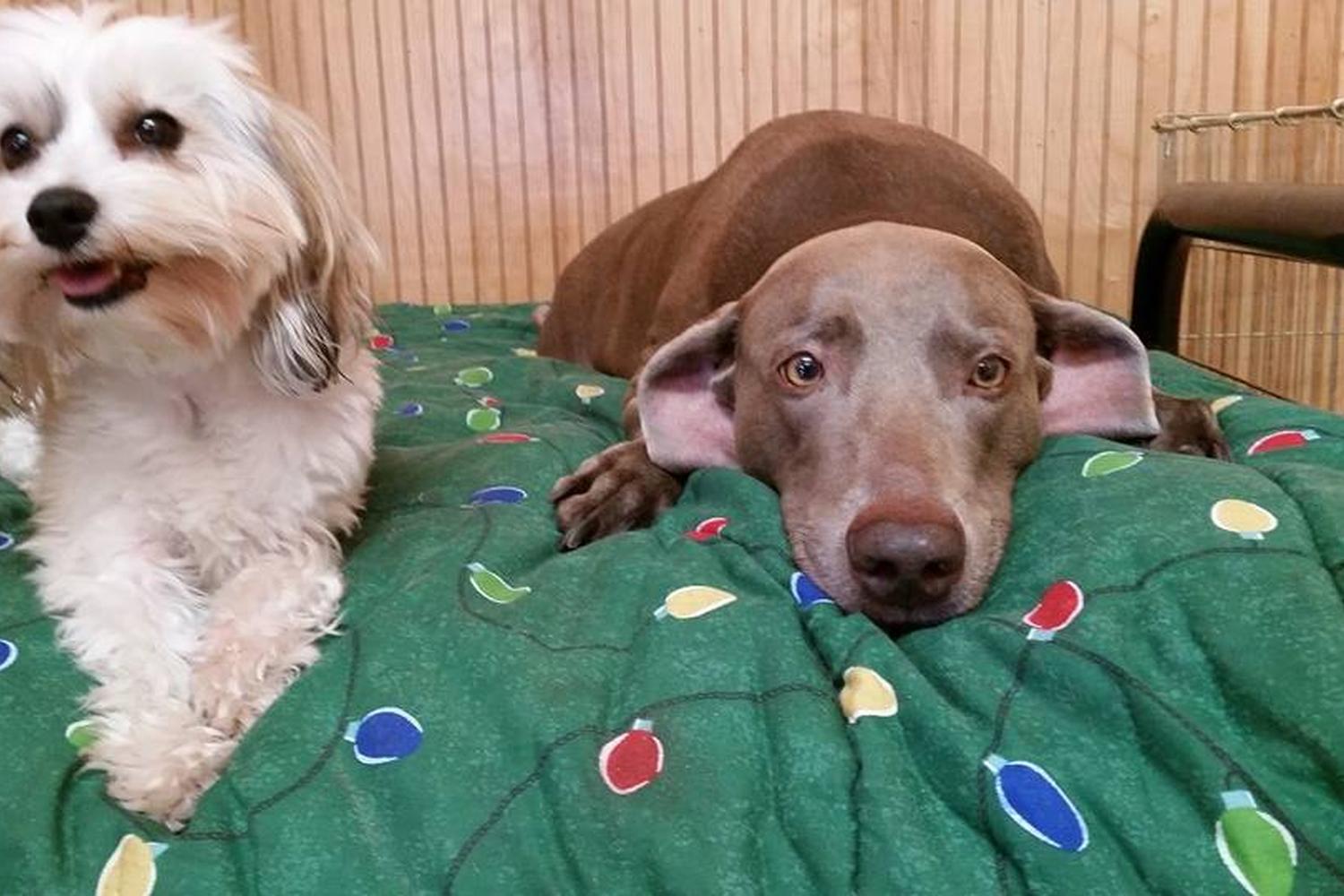 Animal House Doggie Bed and Breakfast 4