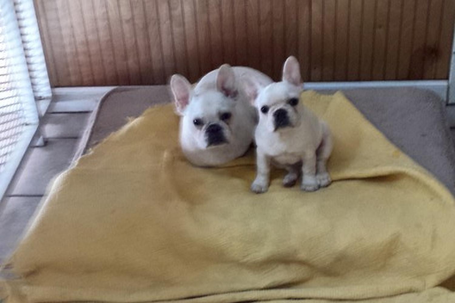 Animal House Doggie Bed and Breakfast 3