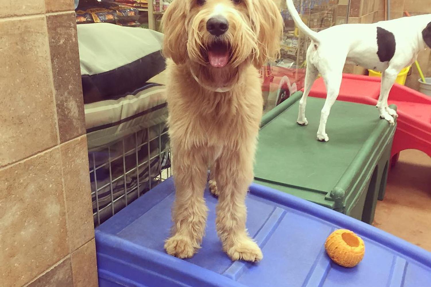 PetsHotel Ontario 7