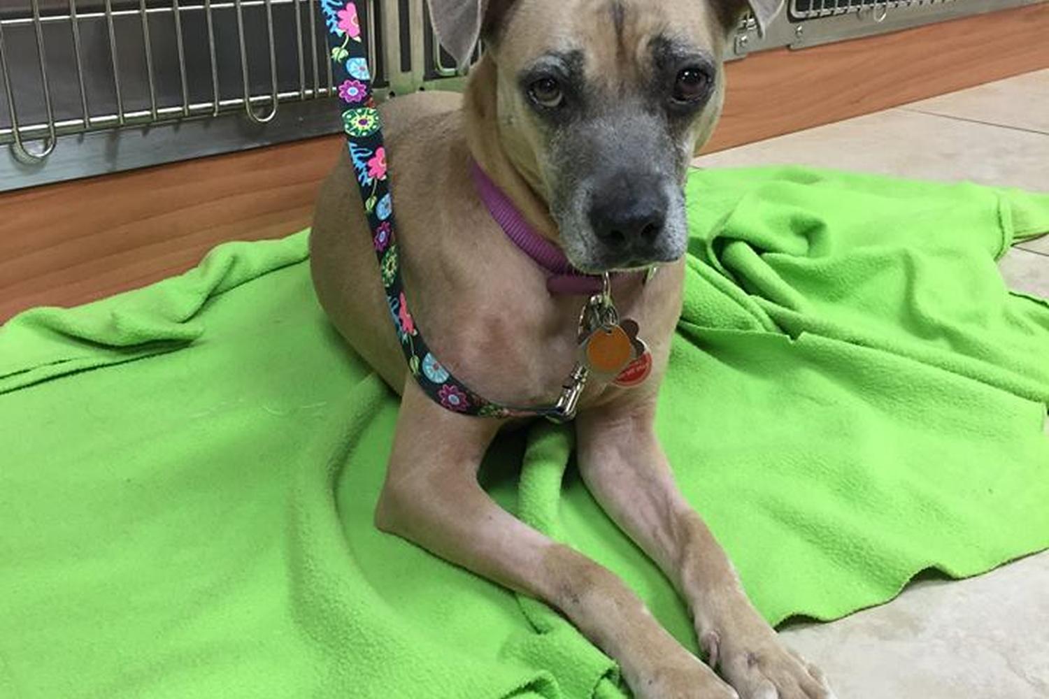 Pet Doctor of Davie 5