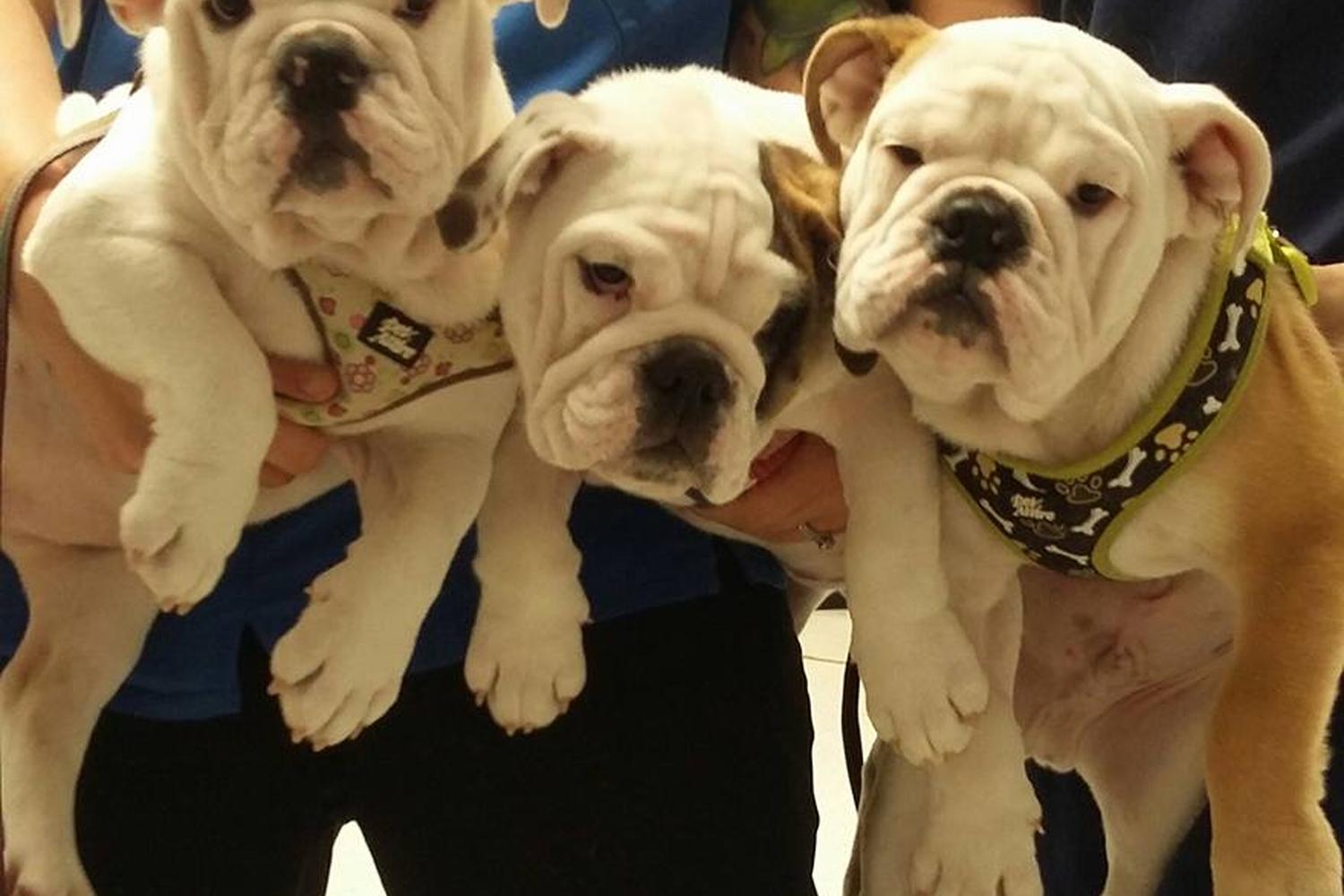 Spay Neuter Clinic 7